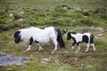 Shetland pony with foal, Foula