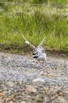 Ringed plover distraction display, Foula