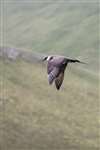 Arctic skua in flight, Foula