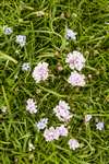 Thrift and Spring squill, Foula