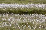 Common cotton grass, Foula