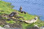 Eider Duck family and Common seals, Ham Voe, Foula
