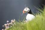 Puffin with nesting material, Sumburgh Head