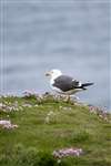 Lesser Black Backed Gull, Sumburgh Head