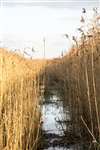 The Tay Reed Beds