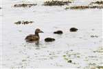 Eider Duck family, Shetland