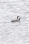 Red throated diver, Shetland