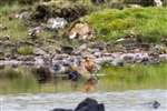 Black tailed godwit, Shetland