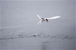 Arctic tern in flight with fish