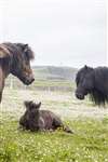Shetland ponies, Sumburgh