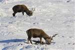 Red Deer stags eating through the snow