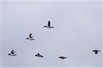 Group of Razorbills in flight, Mingulay