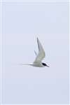 Arctic tern, Mingulay, Miughulaigh, Barra, Barraigh
