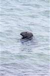 Grey seal, Mingulay Bay, Bagh Mhiughulaigh, Barra, Barraigh