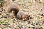 Red squirrel burying a nut