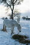 Horses in snow near Grantown