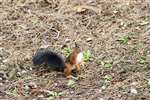 Red squirrel with black tail
