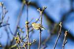 Chiffchaff, a returning spring migrant