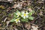 The first Primrose of spring