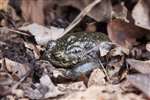 Common toad, Jupiter, Grangemouth