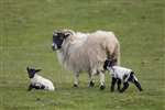 Lamb falling off sheep