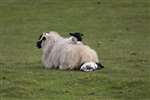 Lamb falling off sheep