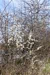 Blackthorn flowering
