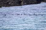 Great northern diver group