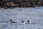 Great northern diver group
