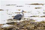 Grey heron, Loch Fleet,  National Nature Reserve