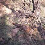 Capercaillie female on nest 
