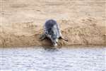 Common seal, Loch Fleet 