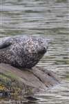 Common seal, Portnahaven, Islay