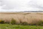 Tay Reed Beds - areas cut for reedbed management