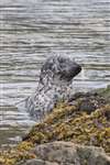 Common seal, Portnahaven, Islay