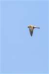 Male Kestrel hovering