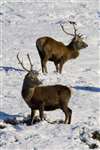 Red Deer stags in the snow