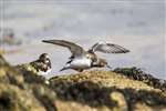 Turnstone wing flapping