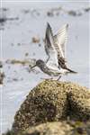 Purple sandpiper wing flapping