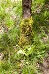 Moss covered tree, Glen Creran