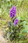 Spotted Orchid, Orkney