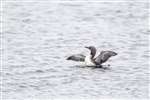 Red throated diver flapping wings, Orkney