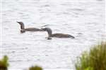 Red throated diver pair, Orkney