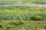 Marsh Marigold and Yellow flag iris, Burness, Sanday