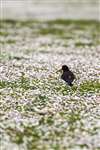 Oyster Catcher and Common Daisies, Burness