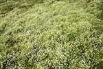 Scurvy grass, Yesnaby