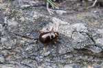Beetle, Yesnaby