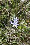 Spring squill, Rousay