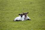 Farm Lambs, Westray