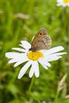 Meadow Brown Butterfly, Fallin bing